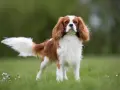 Elegancki spaniel king, z puszystym ogonem i łagodnym spojrzeniem, dumnie prezentuje się na zielonej łące.