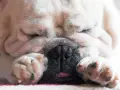 Śpiący buldog francuski, z nosem schowanym w łapkach, charczy jakby się dusił. Jego pyszczek jest pomarszczony, a język lekko wystaje.