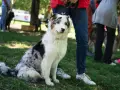 Pies z pięknym umaszczeniem merle siedzi na trawie, obok ludzkich nóg.