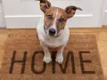 Piesek czeka przy drzwiach na swój dom tymczasowy. Na wycieraczce napis "HOME".