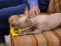 Uroczy pies peruwiański bezwłosy gryzie żółtą zabawkę na kanapie.