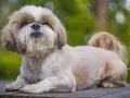 Uroczy piesek rasy shih tzu leży na drewnianym blacie, z puszystą sierścią i wesołym spojrzeniem.