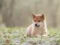 Uroczy szczeniak Shiba Inu, pies jak lis, leży na trawie wśród opadłych liści.