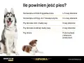Ile powinien jeść pies? Tabela podpowiada, jak często karmić szczenięta i dorosłe psy różnych ras, a także chore.