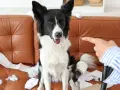 Pies siedzi na kanapie wśród papieru toaletowego. Właściciel wskazuje palcem, a pies wydaje się niewzruszony, mimo że jego głośne szczekanie mogło być przyczyną bałaganu.