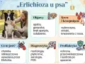 Erlichioza u psa: objawy (apatia, gorączka), krwawienia z nosa, diagnostyka i profilaktyka. Choroba odkleszczowa.