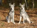 Dwa wilki, które wyglądają jak psy, siedzą na jesiennych liściach w lesie.
