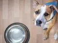 Pies z nadzieją patrzy na pustą miskę. Czy pies może jeść jajko? To pytanie nurtuje wielu właścicieli.
