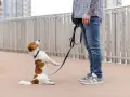 Piesek jack russell terrier na smyczy, w pozycji siedzącej, z łapkami uniesionymi do góry, jakby prosił o coś. Może to być objaw OCD u psa, gdy pies wykonuje powtarzalne czynności.