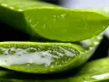 Przekrojony aloes, z którego wypływa żel. Czy aloes jest trujący? Zależy od części rośliny i sposobu użycia.