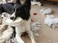 Pies rasy border collie z butem w pysku, otoczony kłębkami wypełnienia. Widać ślady agresji lękowej u psa, który zniszczył poduszkę.