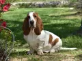Uroczy basset hound siedzi na trawie obok krzewu z różowymi kwiatami.