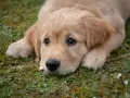 Słodki szczeniak golden retriever leży na trawie, marząc o przygodach. Idealny pies do towarzystwa.