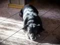 Czarny pies leży na kafelkach. Zastanawiasz się, czym pryskać, żeby pies nie sikał w domu?