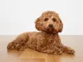 Uroczy, dorosły cavapoo o rudym, kręconym futrze leży na drewnianej podłodze, patrząc wprost na widza.