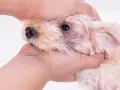 Pies z zaczerwienioną skórą wokół oka, objaw grzybicy skóry u psa.