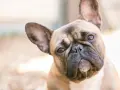 Uroczy francuski buldog z zaciekawieniem pochyla głowę, patrząc w obiektyw.