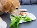 Labrador wącha talerz z sałatą, ogórkiem i marchewką, zastanawiając się, czy pies może jeść sałatę.