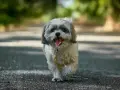 Szczęśliwy shih tzu na spacerze. Te urocze pieski żyją długo, często ponad 15 lat, ciesząc swoich właścicieli.