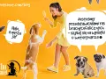 Uśmiechnięta kobieta z lodem na patyku, pies beagle skacze, a obok mały piesek i buldogi. To nie jest typowy cattle dog, ale wszystkie psy zasługują na opiekę.