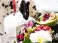 Dalmatyńczyk wącha tacę z owocami. Czy pies może jeść figi, kiwi, maliny, granaty? Niektórych owoców pies nie może jeść.