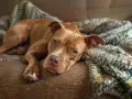Słodki pitbull odpoczywa na kanapie. Czy pitbull jest groźny? Ten piesek wygląda na bardzo łagodnego i przyjaznego.