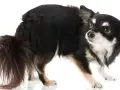 Czarny długowłosy chihuahua z brązowymi oczami, wygląda na przestraszonego. Jak oswoić psa, gdy jest tak niepewny?