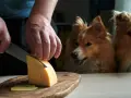 Ręce kroją ser żółty, a dwa psy z nadzieją patrzą, czy pies może jeść ser żółty.