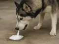 Husky pies wymiotuje wodą, tworząc pianę na ziemi.