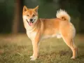 Uśmiechnięty shiba pies stoi na trawie, z ogonem zakręconym w charakterystyczny sposób.