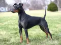 Elegancki manchester terrier o lśniącym, czarnym futrze i rudych znaczeniach, stoi na zielonej trawie, gotowy do zabawy.