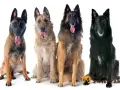 Cztery owczarki belgijskie: malinois, laekenois, tervueren i groenendael, siedzą obok siebie, dysząc z językami na wierzchu.