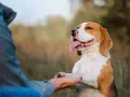 Beagle podaje łapę człowiekowi. To świetny przykład, jak nauczyć psa podawać łapę, gdy jest szczęśliwy i dumny.