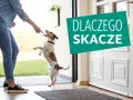 Chcesz wiedzieć, jak oduczyć psa skakania? Piesek radośnie podskakuje do właścicielki, która trzyma smakołyk.