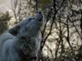 Biały pies wyje w lesie, jego pysk skierowany ku górze. Może tęskni za panem, zastanawiając się, dlaczego pies wyje.