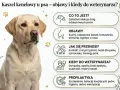 Labrador z objawami kaszlu kenelowego. Informacje o tym, co na kaszel dla psa, objawach i profilaktyce.