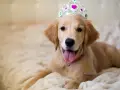 Uroczy szczeniak golden retriever w koronie, idealny kandydat do królewskich imion dla psów.