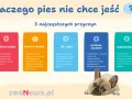 Jak zachęcić psa do jedzenia suchej karmy? 5 przyczyn niechęci: brudna miska, zepsuta karma, ból zęba, choroba żołądka, przejedzenie.