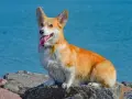 Radosny corgi pies siedzi na kamieniach nad błękitną wodą, z językiem na wierzchu.