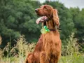 Piękny irlandzki seter z zieloną kokardką na szyi siedzi na łące wśród wysokich traw.