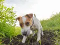 Mały piesek z brudnym nosem kopie w ziemi, szukając czegoś ciekawego.