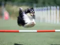 Shetland sheepdog w locie pokonuje przeszkodę podczas zawodów psie sporty.