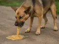 Pies z brązową sierścią wymiotuje żółtą substancję na ziemię.