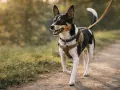 Radosny rat terrier na smyczy spaceruje po ścieżce wśród zieleni.