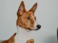 Portret psa rasy basenji z charakterystycznymi, stojącymi uszami i bystrym spojrzeniem.