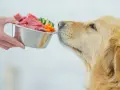 Złoty retriever z apetytem wącha miskę pełną mięsa i warzyw. Czas na karmienie psa!