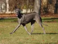 Szary dog niemiecki biegnie po trawie, z otwartym pyskiem. W tle drzewa i liście. Kostniakomięsak u psa to poważna choroba.