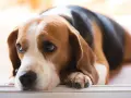 Smutny beagle leży, jego oczy wyrażają niepokój. Czy to objawy zapalenia trzustki u psa, śmiertelność tej choroby jest wysoka.