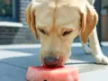 Labrador z zaciekawieniem wącha kawałek arbuza. Czy pies może jeść arbuza? Tak, w umiarkowanych ilościach, bez pestek i skórki.