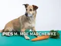 Pies Moe zastanawia się, czy pies może jeść marchew. Obok leży pomarańczowa marchewka.